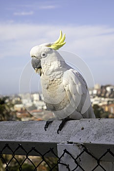 Yellow-crested cockatoo