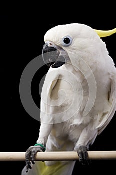 Yellow-crested Cockatoo