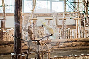 The yellow-crested cockatoo bathes