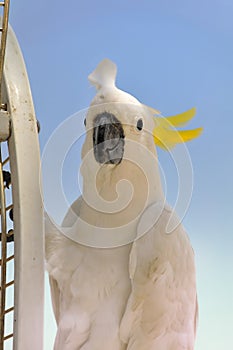 Yellow Crested Cockatoo - Cacatua Sulphurea