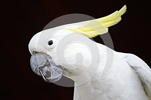 Yellow Crested Cockatoo eating sunflower seed