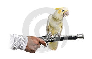 Yellow-crested Cockatoo isolated on white