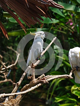 Yellow-crested cockatoo or Lesser sulphur-crested cockatoo is sitting on a branch