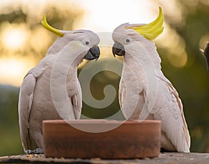 Yellow-crested cockatoos perched atop a tree branch in Bega, New South Wales, Australia