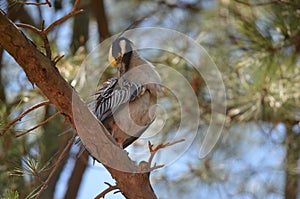 Yellow Crested Night Heron cleaning himself in tree