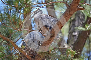 Yellow Crested Night Heron Nesting Couple