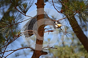 Yellow Crested Night Heron Watching