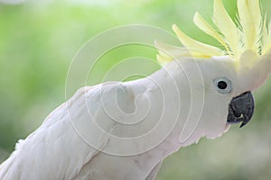 The yellow-crested parrot looks very cute.