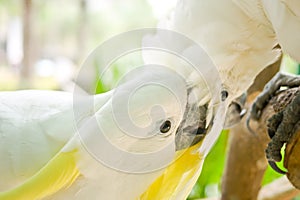 Yellow-crested white Cockatoos