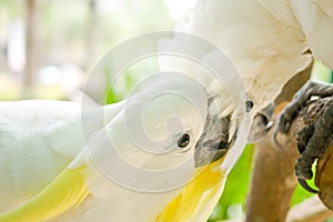 Yellow-crested white Cockatoos photo