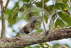 Yellow-crested Woodpecker - Chloropicus xantholophus