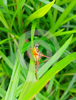 A yellow cricket sitting on a leaf in West Kalimantan, Indonesia photo