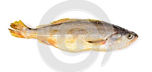 Yellow Croaker