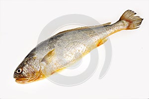 Yellow croaker