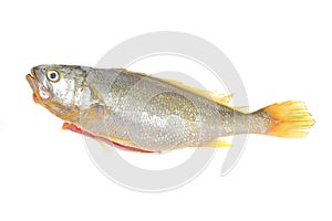 Yellow Croaker