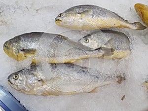 Yellow croaker or corvina fish