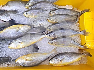 Yellow croaker or corvina fish
