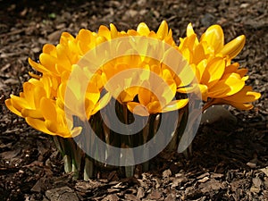 Yellow crocus #03