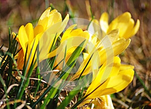 Yellow crocus