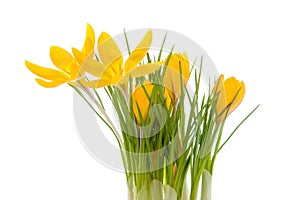 Yellow crocus