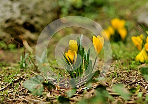 Yellow crocus