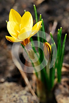 Yellow crocus