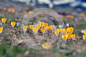 Yellow crocus background photography