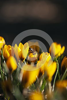 Yellow Crocus With Bee
