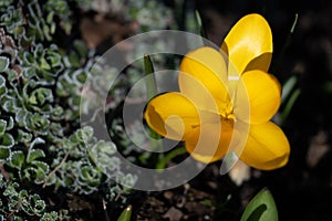 Yellow crocus bloom in spring in flowerbed. Yellow petals and pistil attract the first bumblebees and bees.