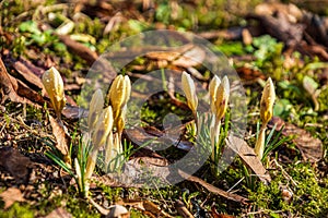 yellow crocus buds with water drops