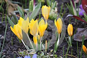 Yellow Crocus chrysanthus flowers in garden