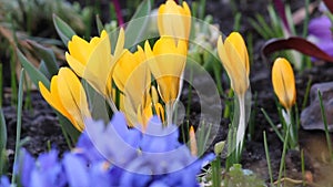 Yellow Crocus chrysanthus flowers in garden