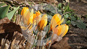 Yellow Crocus chrysanthus flowers in garden