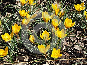 Yellow Crocus Chrysanthus Goldilocks