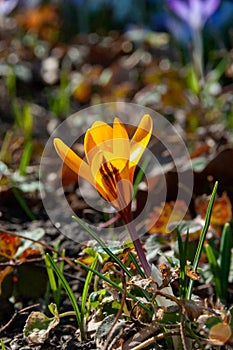 Yellow crocus Dorothy - first spring flower blooms