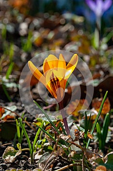 Yellow crocus Dorothy - first spring flower blooms