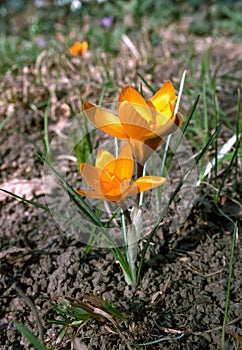 Yellow crocus Dorothy - first spring flower blooms