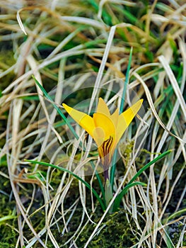 Yellow crocus Dorothy - first spring flower blooms in the garden