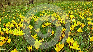 Yellow crocus Dorothy - first spring flower blooms. Slider shot