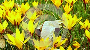 Yellow crocus Dorothy - first spring flower blooms. Slider shot