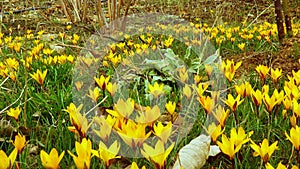 Yellow crocus Dorothy - first spring flower blooms. Slider shot
