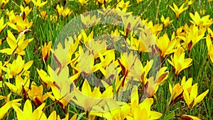 Yellow crocus Dorothy - first spring flower blooms. Slider shot