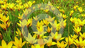 Yellow crocus Dorothy - first spring flower blooms. Slider shot