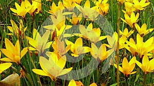 Yellow crocus Dorothy - first spring flower blooms. Slider shot