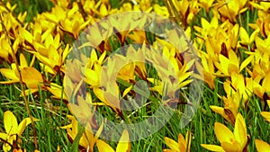 Yellow crocus Dorothy - first spring flower blooms. Slider shot