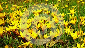 Yellow crocus Dorothy - first spring flower blooms. Slider shot