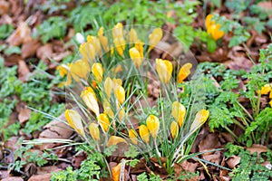 Yellow crocus in early springtime