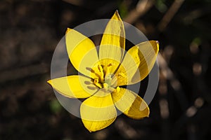 Yellow crocus flavus