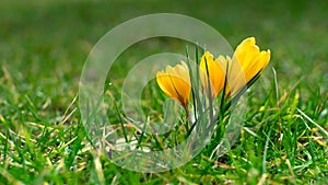 Yellow crocus flower background. spring flowers. morning meadow. rare flowers. background, texture. dew on grass.