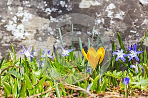 Yellow crocus flower with blue wood squill